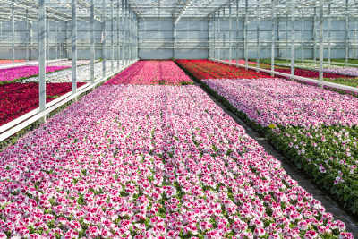 Professional Substrates