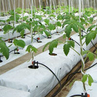 Growbags