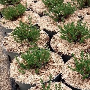 Mulches