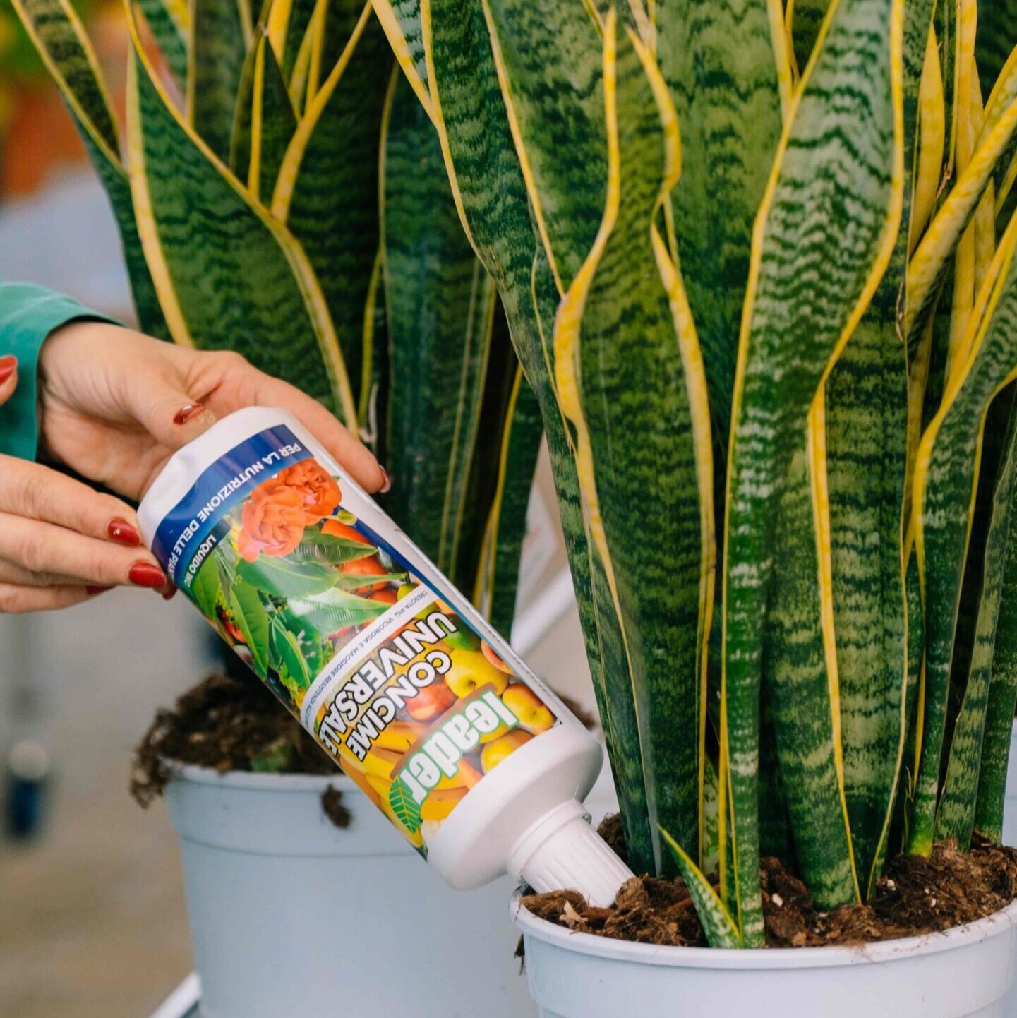 Fertilizers and Plant Care