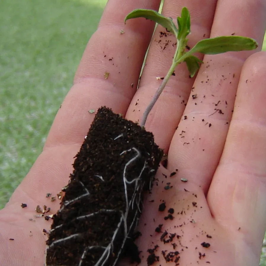 Seeding Substrates