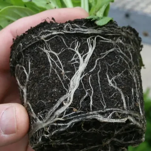 Repotting Substrates