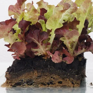 Peat Blocks
